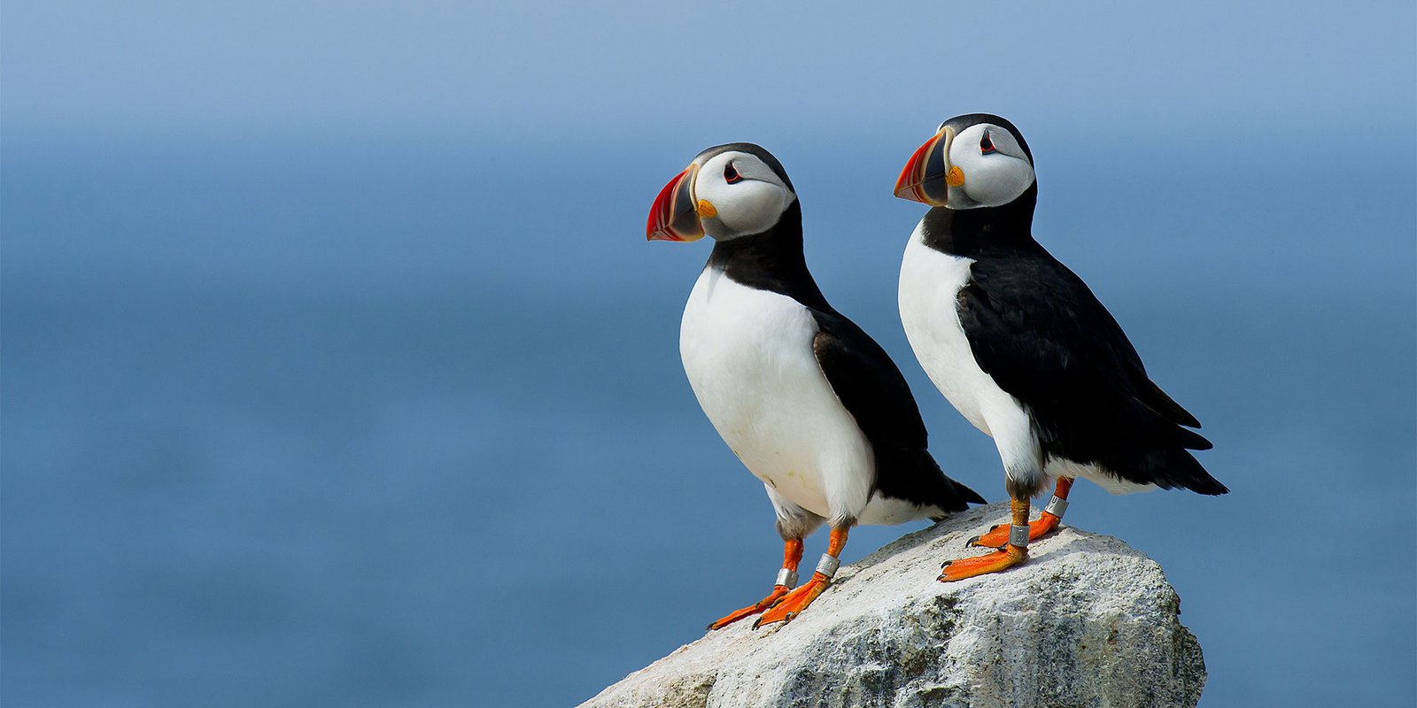 A pair of Puffin seabirds (known to mate for life)