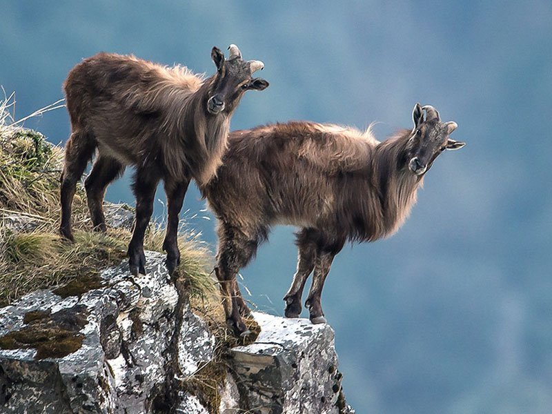 Two mountain goats standing on the edge of a cliff